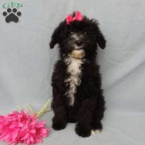 Angel-(micro mini), Mini Goldendoodle Puppy