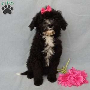 Angel-(micro mini), Mini Goldendoodle Puppy