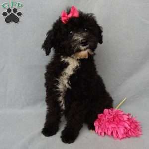 Angel-(micro mini), Mini Goldendoodle Puppy