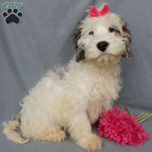 Freckles, Cockapoo Puppy