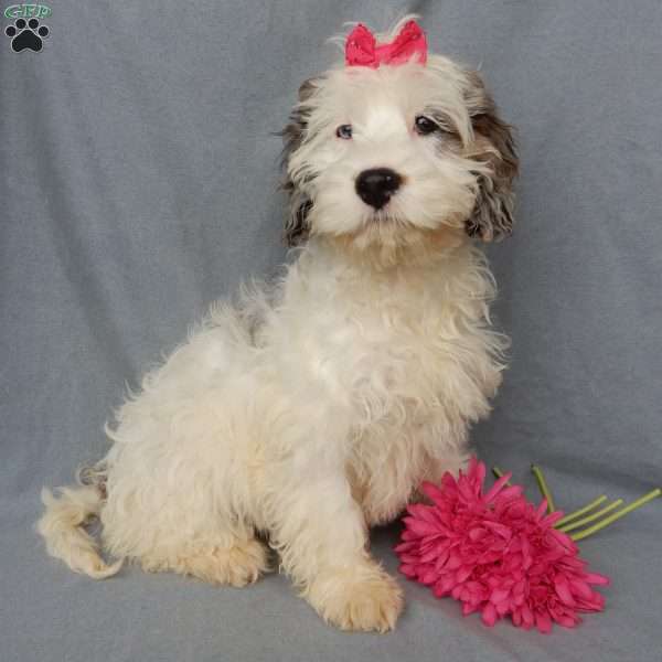 Freckles, Cockapoo Puppy