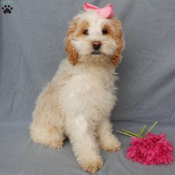 Jada, Cockapoo Puppy