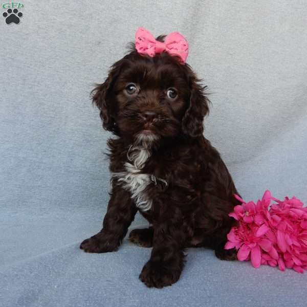 Rosie, Cockapoo Puppy