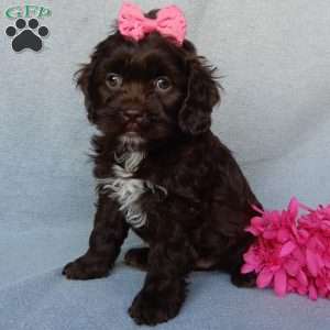 Rosie, Cockapoo Puppy