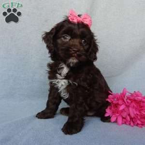 Rosie, Cockapoo Puppy