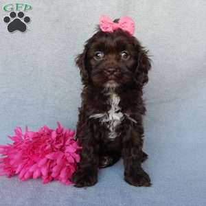 Rosie, Cockapoo Puppy