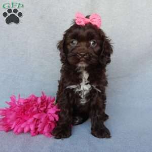 Rosie, Cockapoo Puppy