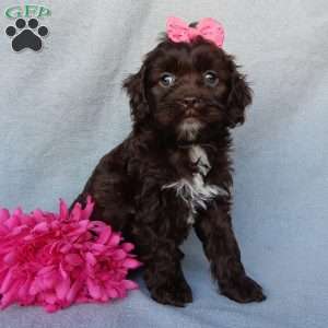 Rosie, Cockapoo Puppy