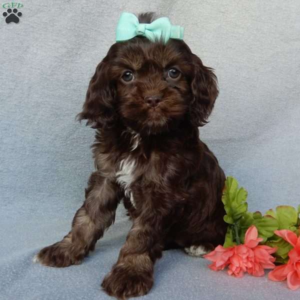 Willow, Cockapoo Puppy