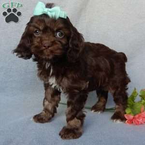 Willow, Cockapoo Puppy