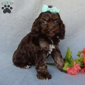 Willow, Cockapoo Puppy