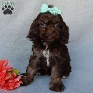 Willow, Cockapoo Puppy