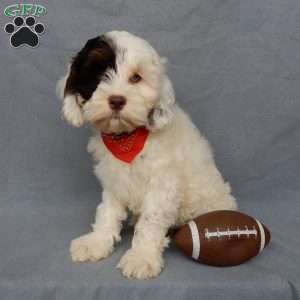 Charlie, Cockapoo Puppy