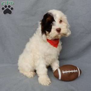 Charlie, Cockapoo Puppy