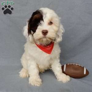 Cockapoo Puppies for Sale - Greenfield Puppies