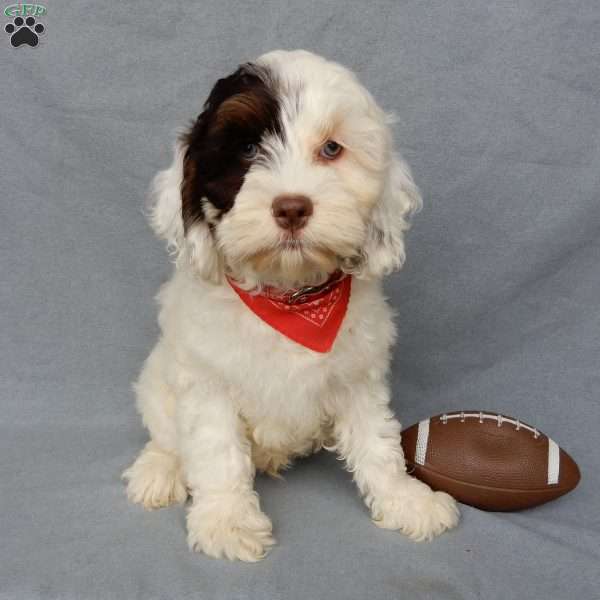 Charlie, Cockapoo Puppy