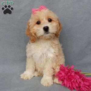 Cockapoo Puppies for Sale - Greenfield Puppies