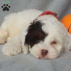 Charlie, Cockapoo Puppy