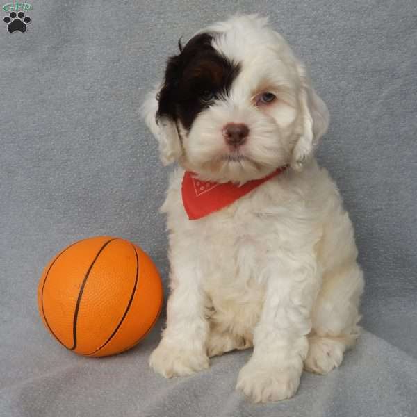 Charlie, Cockapoo Puppy