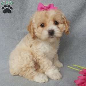 Maggie, Cockapoo Puppy