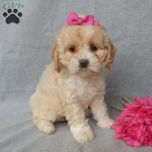 Maggie, Cockapoo Puppy