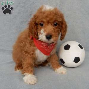 Champ, Cavapoo Puppy