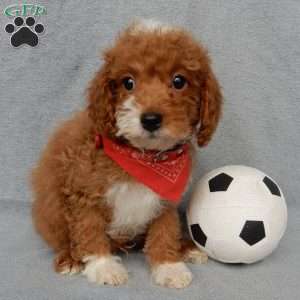 Champ, Cavapoo Puppy