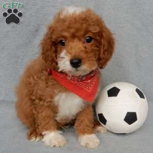 Champ, Cavapoo Puppy