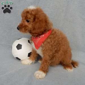 Champ, Cavapoo Puppy