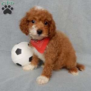 Champ, Cavapoo Puppy