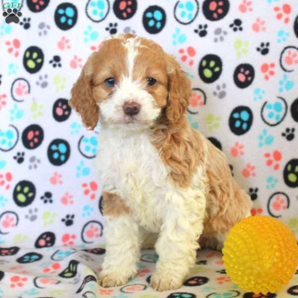 Rachel, Cockapoo Puppy