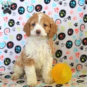 Rachel, Cockapoo Puppy