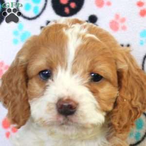 Rachel, Cockapoo Puppy