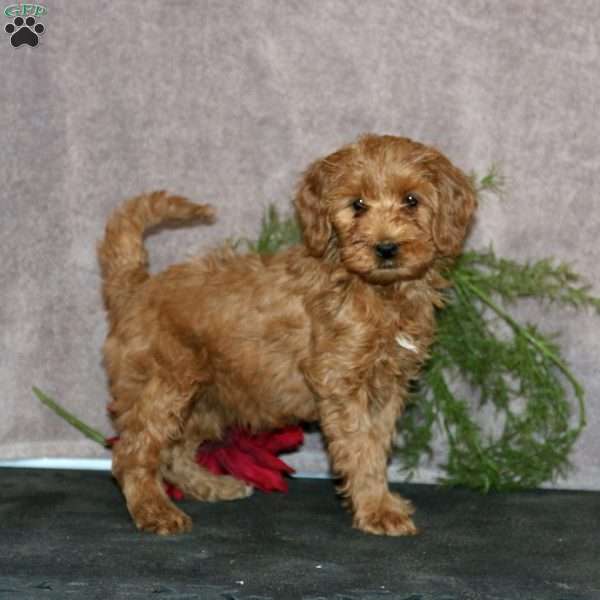 Rachel, Mini Goldendoodle Puppy