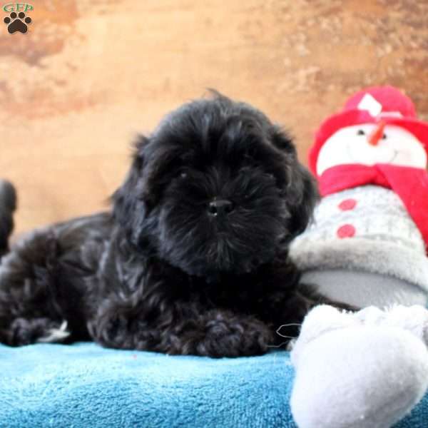 Rachel, Shih-Poo Puppy