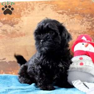 Rachel, Shih-Poo Puppy