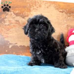 Rachel, Shih-Poo Puppy