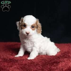 Rachel, Cavapoo Puppy