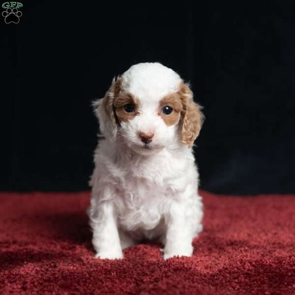 Rachel, Cavapoo Puppy