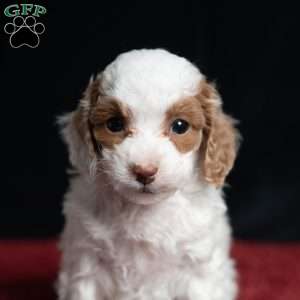 Rachel, Cavapoo Puppy