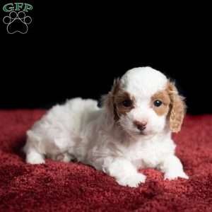 Rachel, Cavapoo Puppy