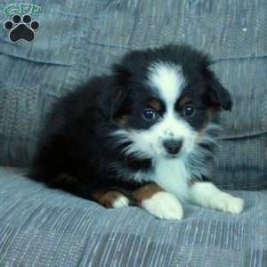 Rain, Miniature Australian Shepherd Puppy