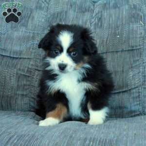 Rain, Miniature Australian Shepherd Puppy