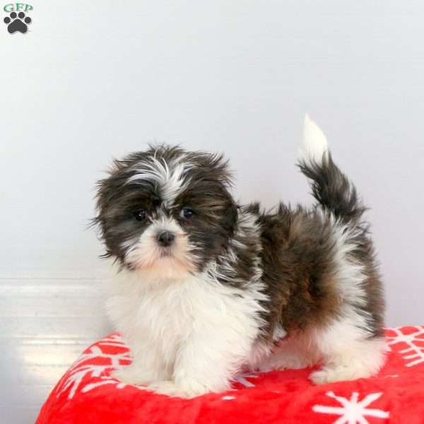 Rainbow, Shih Tzu Puppy