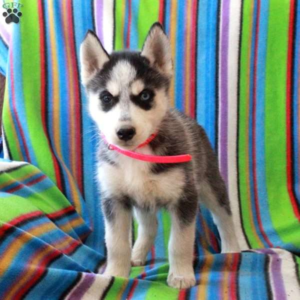 Rainbow, Siberian Husky Puppy