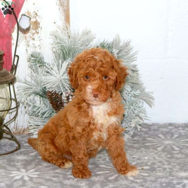 Rainbow, Mini Goldendoodle Puppy