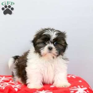 Rainbow, Shih Tzu Puppy