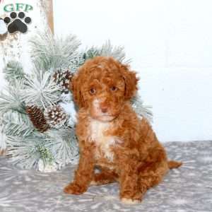 Rainbow, Mini Goldendoodle Puppy