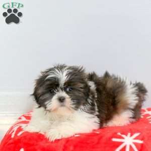 Rainbow, Shih Tzu Puppy