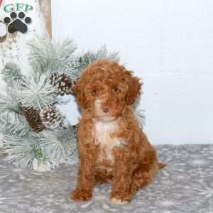 Rainbow, Mini Goldendoodle Puppy